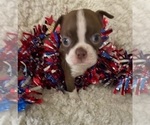 Small Photo #2 Boston Terrier Puppy For Sale in CRKD RVR RNCH, OR, USA