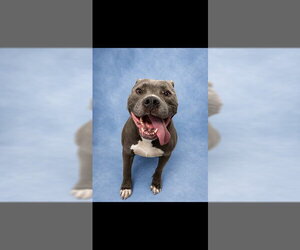 Mutt Dogs for adoption in Westminster, MD, USA
