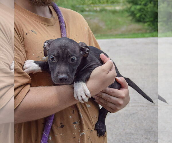 Medium Photo #3 American Staffordshire Terrier-Unknown Mix Puppy For Sale in Huntley, IL, USA