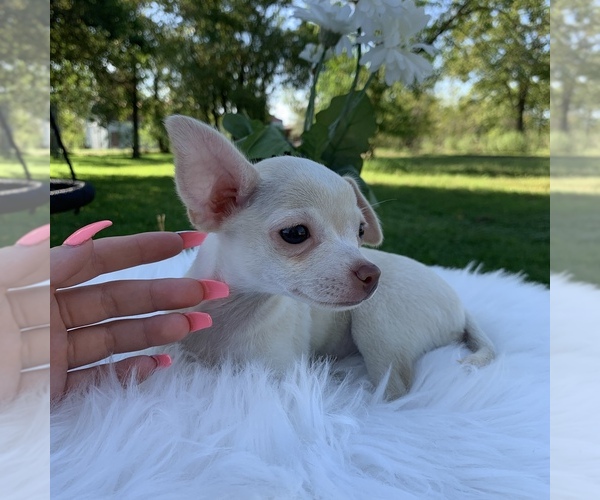 Medium Photo #11 Chihuahua Puppy For Sale in HOUSTON, TX, USA