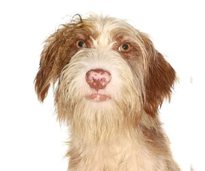 Maltese-Poodle (Standard) Mix Dogs for adoption in Oakland Park, FL, USA