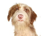 Small Maltese-Poodle (Standard) Mix