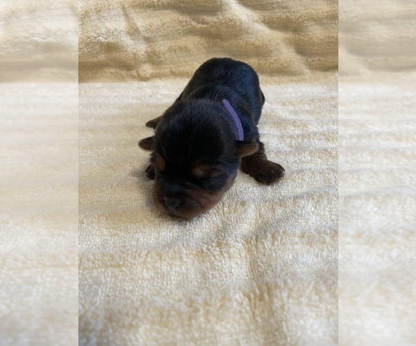 Medium Photo #5 Yorkshire Terrier Puppy For Sale in BROOKFIELD, IL, USA