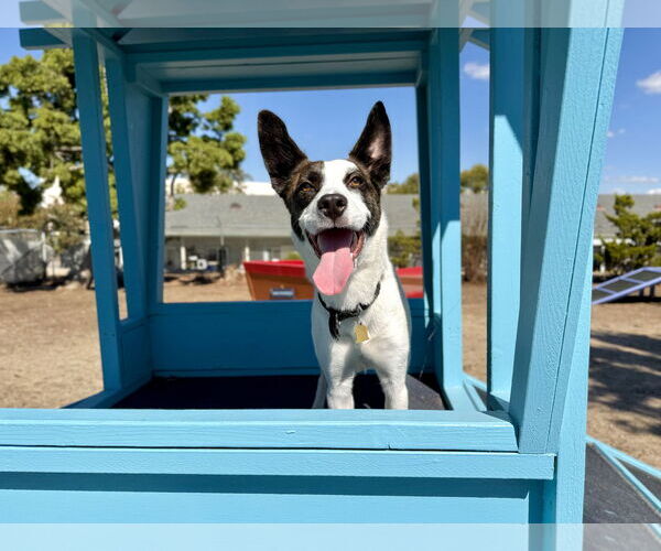 Medium Photo #2 Mutt Puppy For Sale in Seal Beach, CA, USA