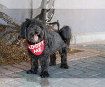 Small Photo #8 Mal-Shi Puppy For Sale in Mission Viejo, CA, USA