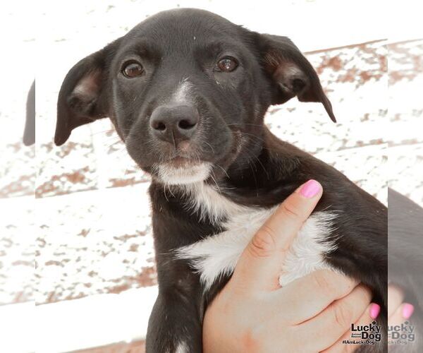 Medium Photo #3 Australian Shepherd-Unknown Mix Puppy For Sale in Washington, DC, USA