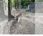 Small #2 Great Pyrenees Mix