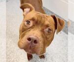 Small #1 Boxer Mix