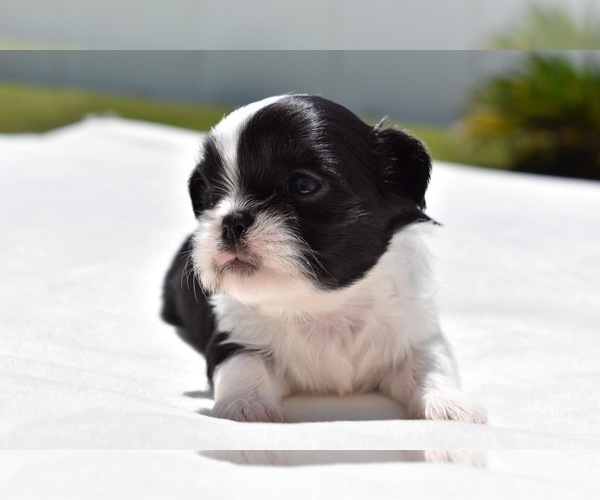 Medium Photo #4 Shih Tzu Puppy For Sale in PALM COAST, FL, USA