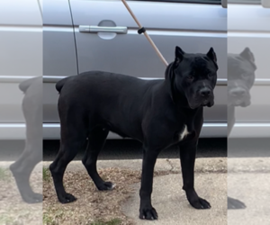Cane Corso Puppy for sale in CAMBY, IN, USA