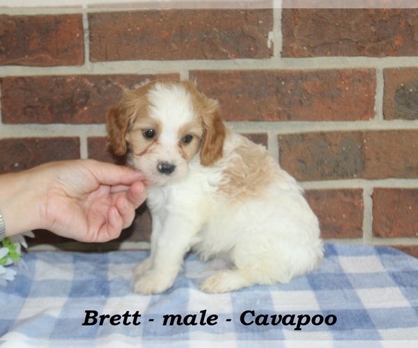 Medium Photo #4 Cavapoo (Miniature) Puppy For Sale in CLARKRANGE, TN, USA
