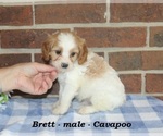 Small #3 Cavapoo (Miniature)