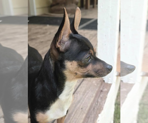 Medium Photo #7 Chihuahua Puppy For Sale in Arlington, WA, USA