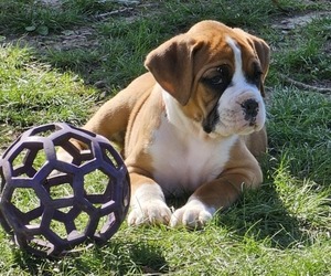 Boxer Puppy for sale in ADAMSVILLE, TN, USA