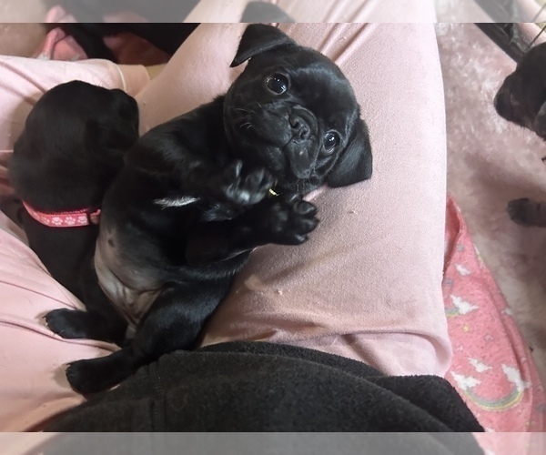 Medium Photo #6 Frenchie Pug Puppy For Sale in BLOOMINGTON, IL, USA