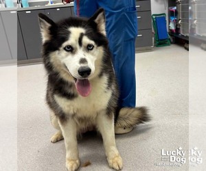 Siberian Husky-Unknown Mix Dogs for adoption in Washington, DC, USA