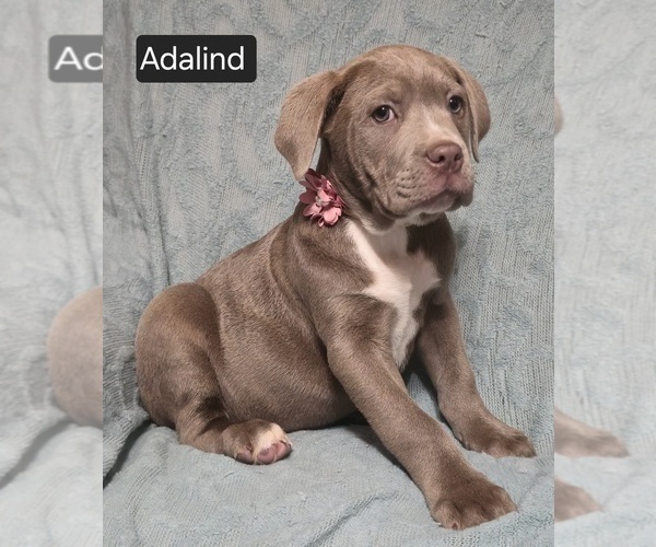 Medium Photo #10 Cane Corso Puppy For Sale in MINERAL WELLS, WV, USA