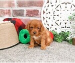 Small Photo #7 Cavapoo (Miniature) Puppy For Sale in SYRACUSE, IN, USA