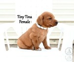 Small Photo #58 Labrador Retriever Puppy For Sale in DAYTON, VA, USA