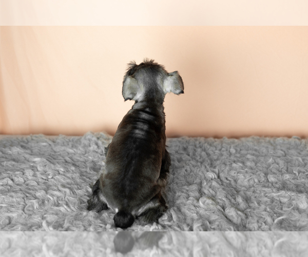 Medium Photo #16 Schnauzer (Miniature) Puppy For Sale in MILLERSBURG, IN, USA
