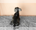 Small Photo #16 Schnauzer (Miniature) Puppy For Sale in MILLERSBURG, IN, USA
