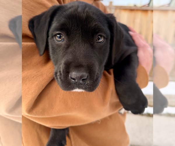 Medium Photo #5 German Shepherd Dog-Weimaraner Mix Puppy For Sale in Princeton, MN, USA