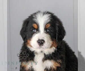 Medium Bernese Mountain Dog