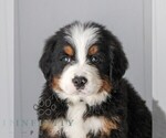 Small Bernese Mountain Dog