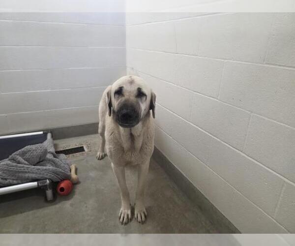 Medium Photo #1 Anatolian Shepherd Puppy For Sale in Jackson, CA, USA