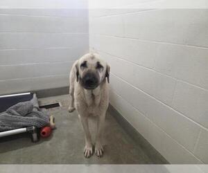 Anatolian Shepherd Dogs for adoption in Jackson, CA, USA