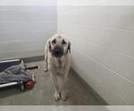 Small Anatolian Shepherd