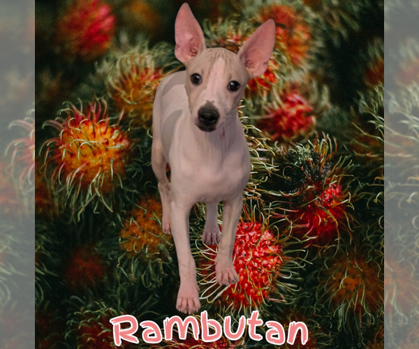 Medium Photo #1 American Hairless Terrier Puppy For Sale in PHOENIX, AZ, USA