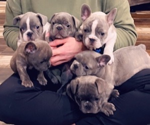 French Bulldog Litter for sale in MANTACHIE, MS, USA