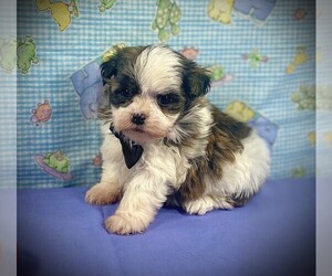 Mal-Shi Puppy for sale in WINNSBORO, LA, USA
