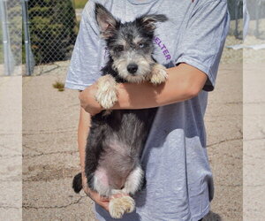 Asher - Female Mutt Dog for Adoption - Photo #4