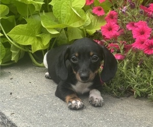 Dachshund Puppy for sale in CANOGA, NY, USA