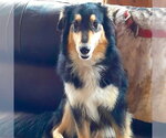 Small #1 Collie Mix