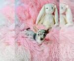 Small #8 Chihuahua