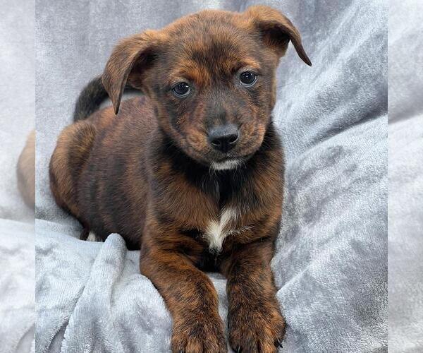 Medium Photo #1 Labrador Retriever-Unknown Mix Puppy For Sale in San Diego, CA, USA