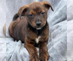 Labrador Retriever-Unknown Mix Dogs for adoption in San Diego, CA, USA