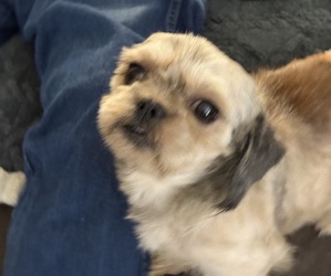 Father of the Shih Tzu puppies born on 02/02/2026