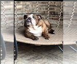 Small #3 Bulldog