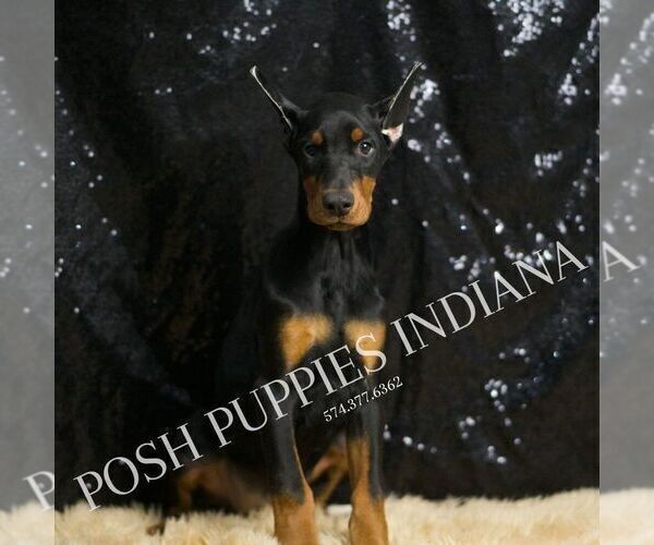 Medium Photo #15 Doberman Pinscher Puppy For Sale in WARSAW, IN, USA