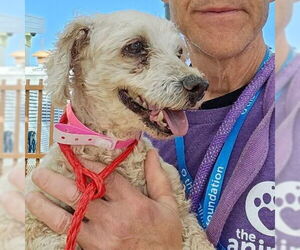 Poodle (Miniature)-Unknown Mix Dogs for adoption in Las Vegas, NV, USA