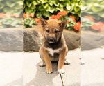Small #1 Shiba Inu