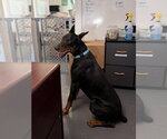 Keiser - Male Doberman Pinscher Dog for Adoption - Small photo