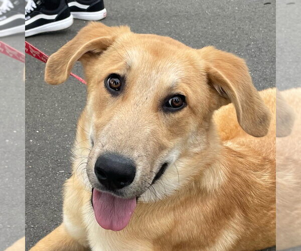 Medium Photo #9 Mutt Puppy For Sale in Canton, CT, USA
