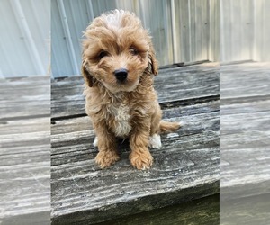 Medium Goldendoodle mix (+ Poodle Miniature)
