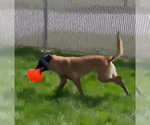 Small #1 Mutt