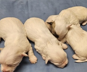Morkie Puppy for sale in AMITY, AR, USA